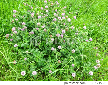 Spring flowers Spring flowers 139354535