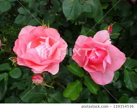 春花 春花 139354536