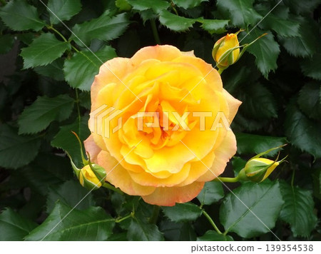 春花 春花 139354538