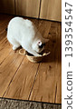 A black and white cat peering into a small basket on a wooden floor. 139354547
