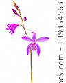 Silan in full bloom 139354563
