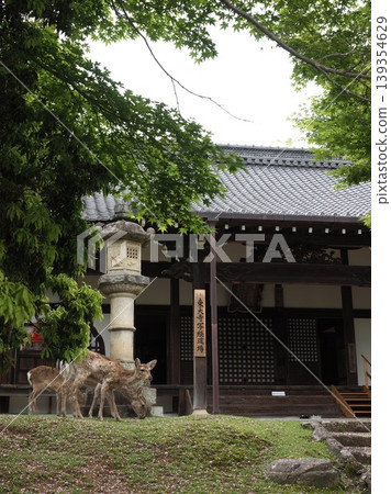 在古都奈良尋覓內心的平靜。這裡有抄經之地,還有東大寺內鹿群棲息的美景。 在古都奈良尋覓內心的平靜。這裡有抄經之地,還有東大寺內鹿群棲息的美景。 139354629