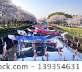 櫻花盛開，鯉魚彩帶飄揚：藍天下，展現出傳統的日本春季景象。 139354631