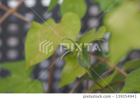 Morning glory seed packet (green) Morning glory seed packet (green) 139354941