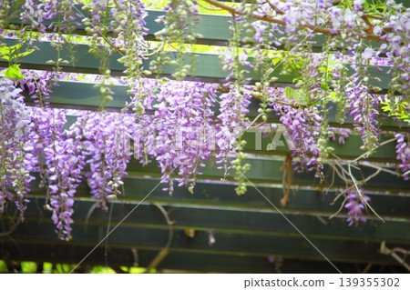 美麗的紫藤花架 139355302