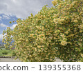 A golden shower enveloped in light. Yellow roses that uplift the spirit. 139355368