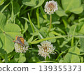 The flapping of spring wings. The dreams of happy white clover and butterflies. 139355373