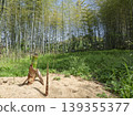 A life force reaching towards the heavens. The breath of young bamboo residing in the silent bamboo grove. 139355377