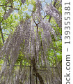 A purple curtain bathed in sunlight. A harmony of wisteria in full bloom and fresh greenery. 139355381