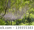 A shower of purple. A blissful wisteria trellis enveloped in light and greenery. 139355383