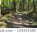A future bathed in light. A hopeful walking path woven in the tranquil forest. 139355385