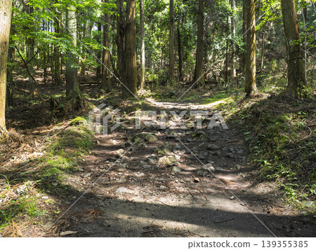 A future bathed in light. A hopeful walking path woven in the tranquil forest. 139355385