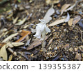 Blooming in the depths of the forest, a miraculous ghost flower that shines with a silvery glow. 139355387