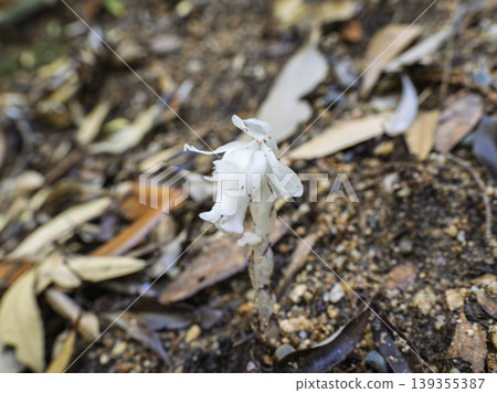 Blooming in the depths of the forest, a miraculous ghost flower that shines with a silvery glow. 139355387