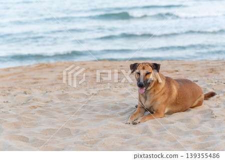 Brown dog resting on sandy beach near gentle ocean waves creating calm seaside atmosphere with natural light and relaxed pet lifestyle mood Brown dog resting on sandy beach near gentle ocean waves creating calm seaside atmosphere with natural light and relaxed pet lifestyle mood 139355486
