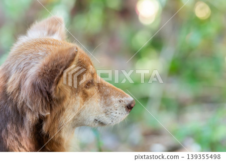 Brown dog side profile with calm expression in natural outdoor light soft green background and gentle bokeh creating peaceful mood and pet lifestyle theme Brown dog side profile with calm expression in natural outdoor light soft green background and gentle bokeh creating peaceful mood and pet lifestyle theme 139355498