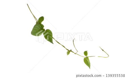 Fresh green leaves of Paederia foetida or Skunkvine, herbal medicine plant, isolated. Fresh green leaves of Paederia foetida or Skunkvine, herbal medicine plant, isolated. 139355538