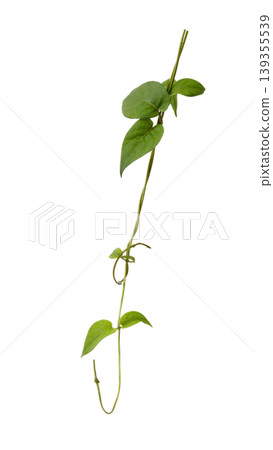 Fresh green leaves of Paederia foetida or Skunkvine, herbal medicine plant, isolated. Fresh green leaves of Paederia foetida or Skunkvine, herbal medicine plant, isolated. 139355539