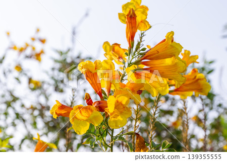 Yellow and orange trumpet flowers blooming on plant in sunlight with soft background vibrant petals and fresh garden atmosphere for nature and botanical themes Yellow and orange trumpet flowers blooming on plant in sunlight with soft background vibrant petals and fresh garden atmosphere for nature and botanical themes 139355555