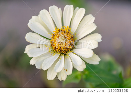 White flower with bright yellow center in close view soft natural light and blurred background showing delicate petals and fresh botanical detail for nature and garden themes White flower with bright yellow center in close view soft natural light and blurred background showing delicate petals and fresh botanical detail for nature and garden themes 139355568