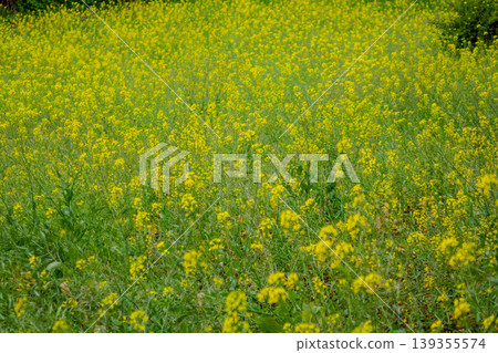 A field of rapeseed flowers in full bloom stretches across the Nanaguniyama Farmers Center in Machida City, Tokyo. A field of rapeseed flowers in full bloom stretches across the Nanaguniyama Farmers Center in Machida City, Tokyo. 139355574