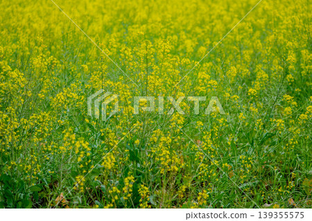 A field of rapeseed flowers in full bloom stretches across the Nanaguniyama Farmers Center in Machida City, Tokyo. A field of rapeseed flowers in full bloom stretches across the Nanaguniyama Farmers Center in Machida City, Tokyo. 139355575