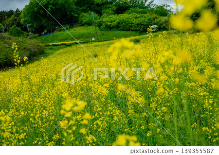 A field of rapeseed flowers in full bloom stretches across the Nanaguniyama Farmers Center in Machida City, Tokyo. A field of rapeseed flowers in full bloom stretches across the Nanaguniyama Farmers Center in Machida City, Tokyo. 139355587