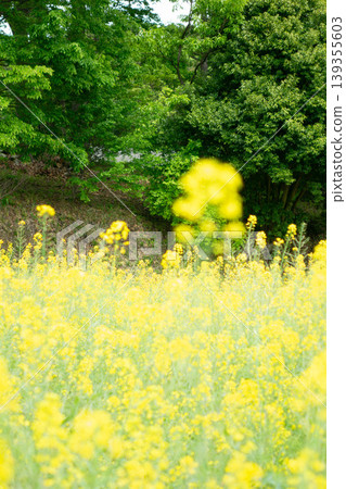 A field of rapeseed flowers in full bloom stretches across the Nanaguniyama Farmers Center in Machida City, Tokyo. A field of rapeseed flowers in full bloom stretches across the Nanaguniyama Farmers Center in Machida City, Tokyo. 139355603