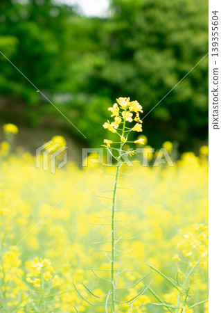 A field of rapeseed flowers in full bloom stretches across the Nanaguniyama Farmers Center in Machida City, Tokyo. A field of rapeseed flowers in full bloom stretches across the Nanaguniyama Farmers Center in Machida City, Tokyo. 139355604