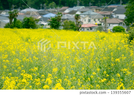 在東京町田市的七國山農民中心,一片盛開的油菜花田綿延開來。 在東京町田市的七國山農民中心,一片盛開的油菜花田綿延開來。 139355607
