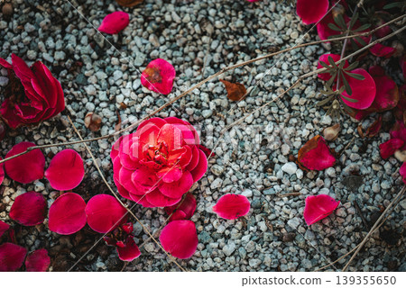 Red flowers scattered Red flowers scattered 139355650