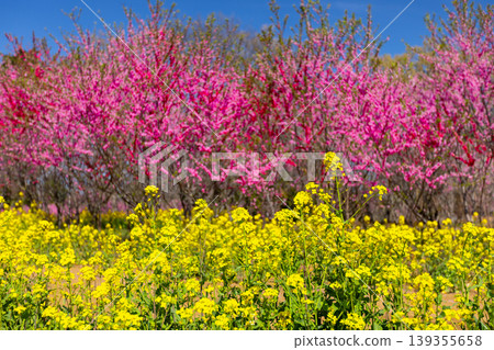 Koga Peach Blossom Festival at Koga General Park (Koga Kubō Park) in Kōnosu, Koga City, Ibaraki Prefecture: Peach blossom trees and blue sky seen through a field of rapeseed flowers. 139355658