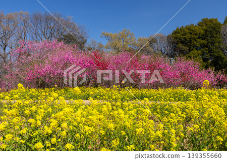 Koga Peach Blossom Festival at Koga General Park (Koga Kubō Park) in Kōnosu, Koga City, Ibaraki Prefecture: Peach blossom trees and blue sky seen through a field of rapeseed flowers. Koga Peach Blossom Festival at Koga General Park (Koga Kubō Park) in Kōnosu, Koga City, Ibaraki Prefecture: Peach blossom trees and blue sky seen through a field of rapeseed flowers. 139355660