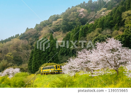 一列黃色小火車穿梭於春意盎然的山巒和櫻花之間。 一列黃色小火車穿梭於春意盎然的山巒和櫻花之間。 139355665