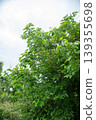 Mulberry tree and ripe fruit 139355698