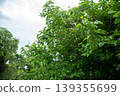 Mulberry tree and ripe fruit 139355699