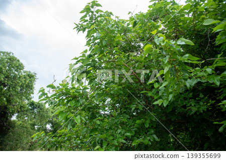 Mulberry tree and ripe fruit Mulberry tree and ripe fruit 139355699