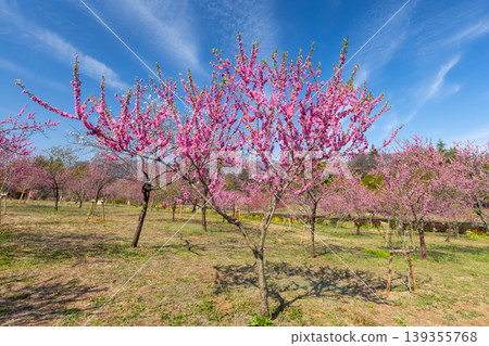 Koga Peach Blossom Festival at Koga General Park (Koga Kubō Park) in Konosu, Koga City, Ibaraki Prefecture: Clusters of flowering peach trees blooming in the park under the blue sky. Koga Peach Blossom Festival at Koga General Park (Koga Kubō Park) in Konosu, Koga City, Ibaraki Prefecture: Clusters of flowering peach trees blooming in the park under the blue sky. 139355768