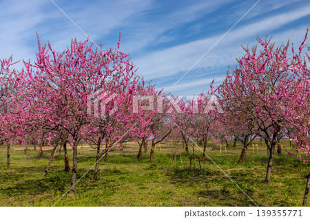 Koga Peach Blossom Festival at Koga General Park (Koga Kubō Park) in Konosu, Koga City, Ibaraki Prefecture: Clusters of flowering peach trees blooming in the park under the blue sky. Koga Peach Blossom Festival at Koga General Park (Koga Kubō Park) in Konosu, Koga City, Ibaraki Prefecture: Clusters of flowering peach trees blooming in the park under the blue sky. 139355771