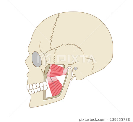 Anatomical diagram of the lateral and medial pterygoid muscles viewed from the side, and the skull (muscles involved in chewing force) 139355788