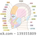 Facial muscles, temporal region, with color-coded names (hairstyle not included) 139355809