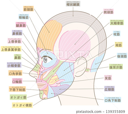 臉部肌肉,顳部區域,用顏色編碼命名(不包括髮型) 臉部肌肉,顳部區域,用顏色編碼命名(不包括髮型) 139355809
