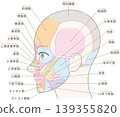 Facial muscles, temporal region, with names (hairstyle not included) 139355820
