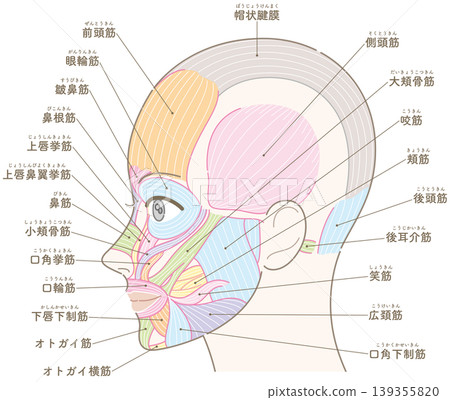 Facial muscles, temporal region, with names (hairstyle not included) Facial muscles, temporal region, with names (hairstyle not included) 139355820