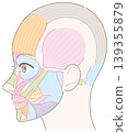 Facial muscles, temporal region, no specific name (no hairstyle specified). 139355879