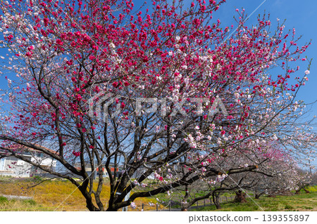 茨城縣甲賀市甲賀綜合公園(甲賀久保公園)的甲賀桃花節:一棵同時開出紅色和白色花朵的桃樹,被稱為源平崎。 茨城縣甲賀市甲賀綜合公園(甲賀久保公園)的甲賀桃花節:一棵同時開出紅色和白色花朵的桃樹,被稱為源平崎。 139355897