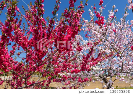 Koga Peach Blossom Festival at Koga General Park (Koga Kubō Park) in Kōnosu, Koga City, Ibaraki Prefecture: Red peach blossoms and Genpei-style peach blossoms with red and white flowers. Koga Peach Blossom Festival at Koga General Park (Koga Kubō Park) in Kōnosu, Koga City, Ibaraki Prefecture: Red peach blossoms and Genpei-style peach blossoms with red and white flowers. 139355898