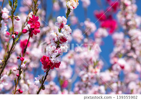 The Koga Peach Blossom Festival at Koga General Park (Koga Kubō Park) in Kōnosu, Koga City, Ibaraki Prefecture: A single peach tree bearing both red and white blossoms, known as Genpei-zaki. 139355902