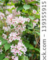 Pink bridal wreath flower 139355915
