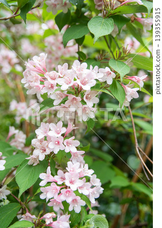 Pink bridal wreath flower 139355915